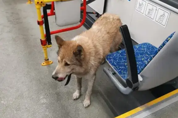 Найдена собака, Кронштадт, фото: Собака найдена: КАД, Кронштадт