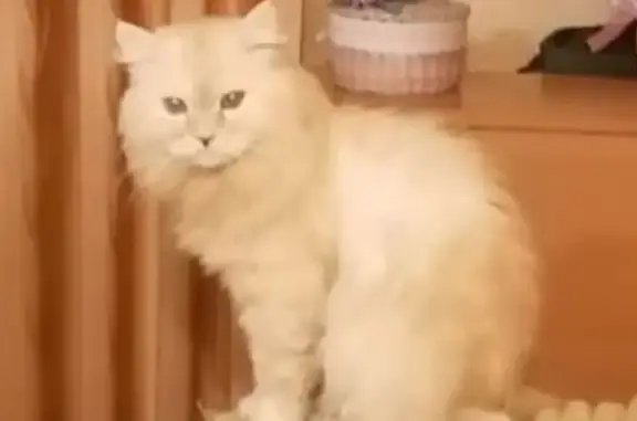 Кошки потеряшки, Азов, фото: Потеряшка кошка на Кондаурова, 26, Азов