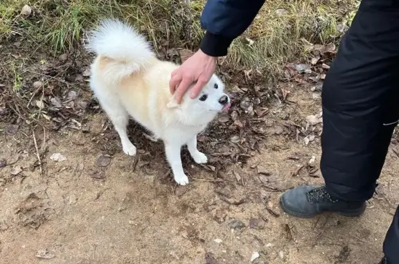 Потерянная собака на Живописной улице, Москва