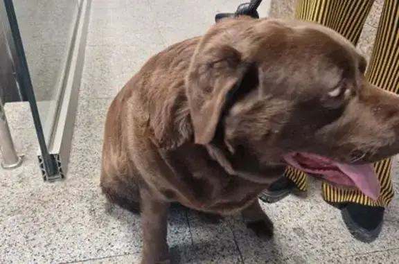 Найдена собака, Москва, фото: Шоколадный лабрадор найден в Очаково