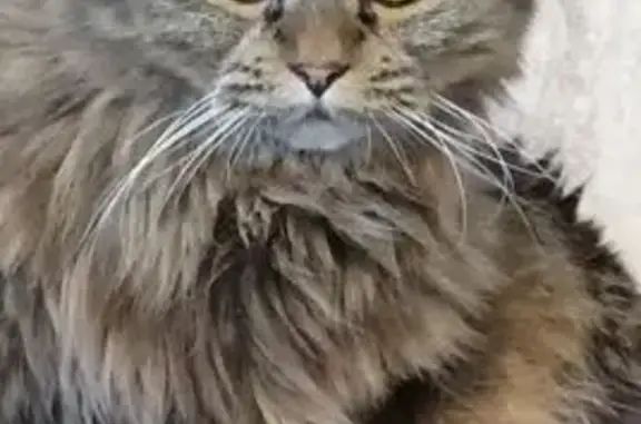 Пропала кошка, ул. Авдеева 7, Бобров