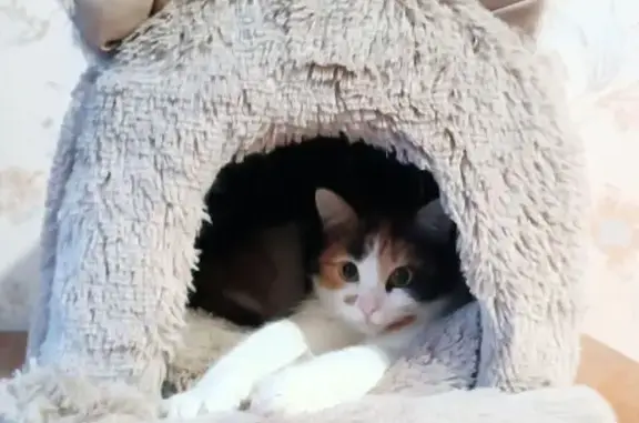 Пропала кошка, СНТ Весна, пос. Воровского