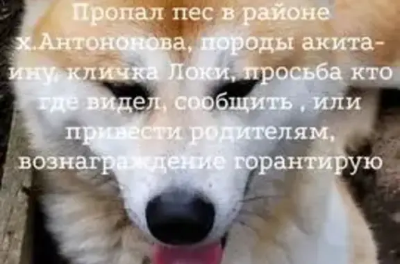 Собаки потеряшки, Ростовская область, фото: Потеряшка собака, Антонов, Ростовская обл.