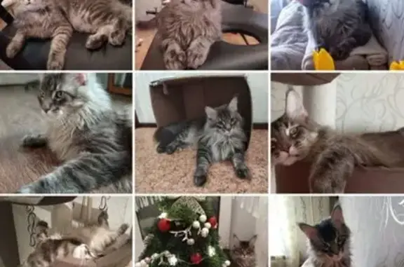 Кошки потеряшки, Томск, фото: Потеряшка кошка, ул. Мамонтова 2, Томск