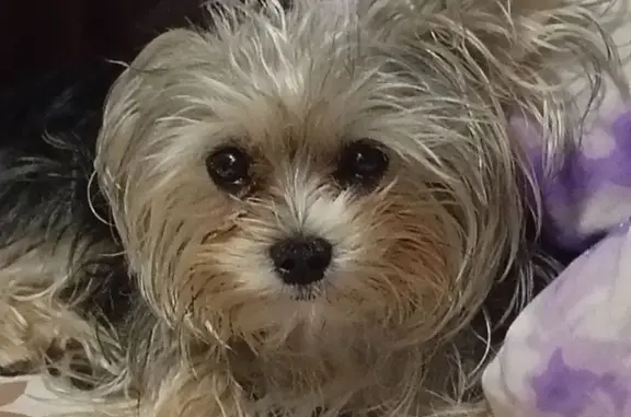 Пропал йорк на ул. Богдана Хмельницкого, 1