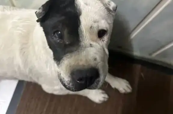 Найдена собака, Якутск, фото: Собака найдена на ул. Курнатовского, 1/4