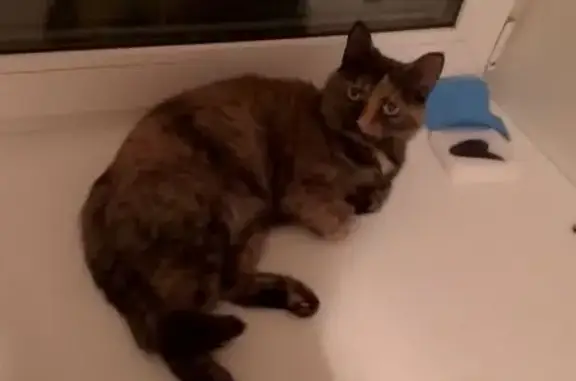 Найдена кошка, Ярославль, фото: Кошка найдена: пр. Машиностроителей, 17А