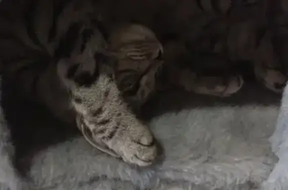 Пропала кошка, Дмитровское ш., 42 с1