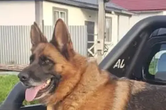 Пропала овчарка, Прохладный, Свердловская область