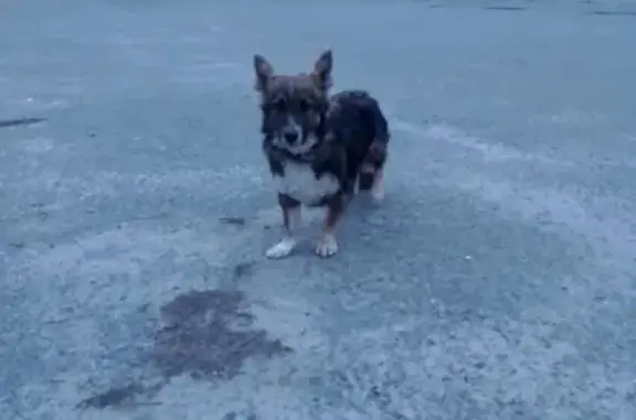 Найдена собака, Старый Оскол, фото: Собака найдена у храма, Соковая 151А