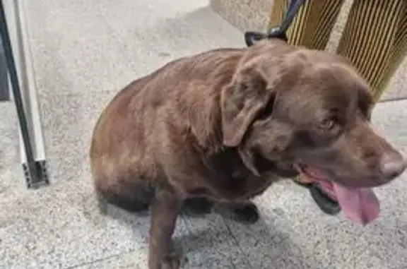 Найдена собака, Москва, фото: Собака найдена: Попутная ул., 2, Москва