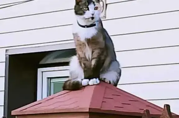 Пропала кошка на Диспетчерской, 46