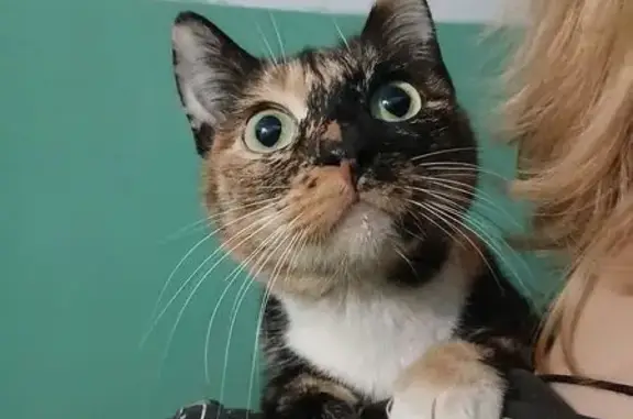 Найдена кошка, Хабаровск, фото: Кошка найдена, ул. Кубяка 3А, Хабаровск