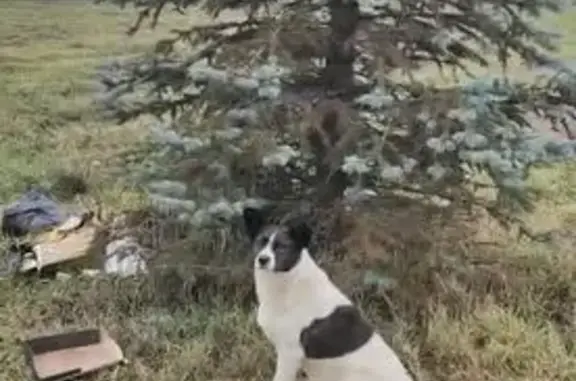 Найдена собака, Новоивановское, фото: Собака найдена у БЦ Орбион, Минское ш. 181