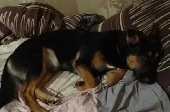 Собаки потеряшки, Чебоксары, фото: Потеряшка собака у Магнита, Р. Зорге 19, Чебоксары