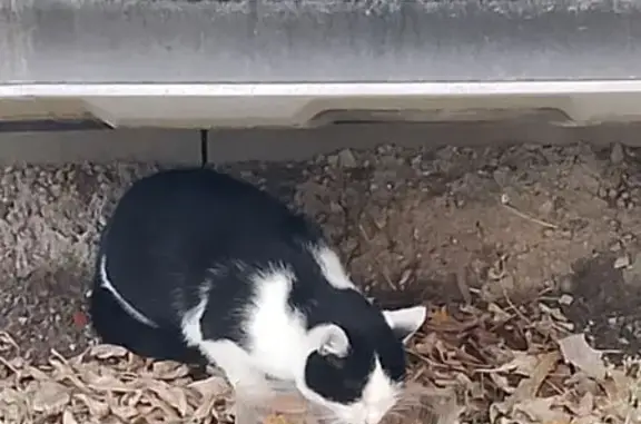 Кошка найдена: Мироновская ул., 18, Москва