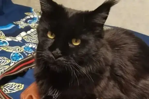 Пропала чёрная мейн кун, Коммунаров 36