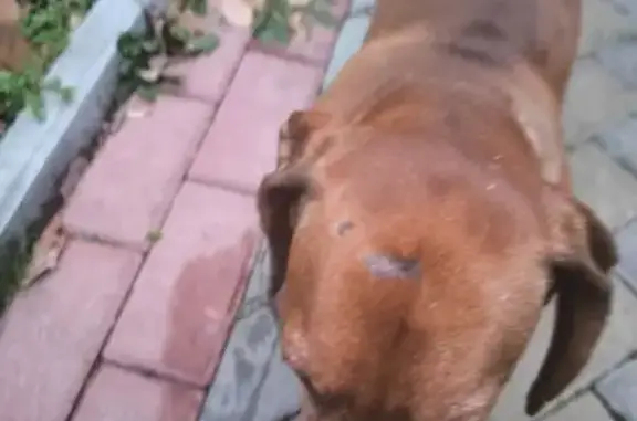 Найдена собака, Воронеж, фото: Такса найдена: Грузинская ул., 37А, Воронеж