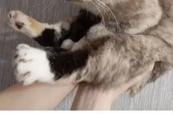 Найдена кошка, , фото: Кошка найдена, Пионерская ул. 11, Нижневартовск