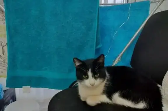 Найдена кошка, , фото: Кот найден у вокзала, Йошкар-Ола