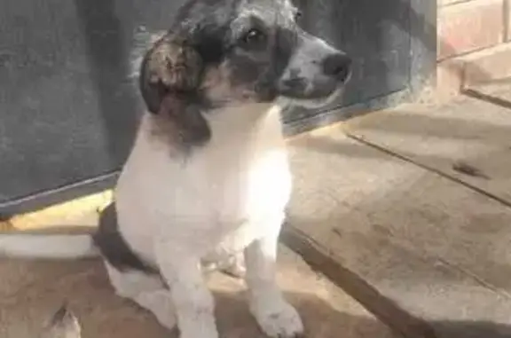 Пропала собака Бела, ул. Крупской 85, Курганинск