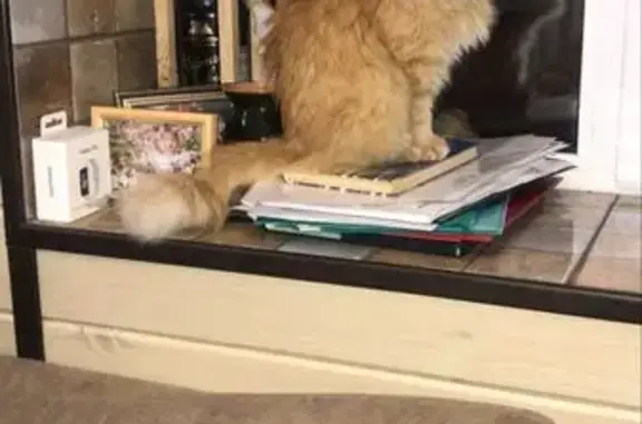 Пропала кошка, Некрасовка, Орловская обл.