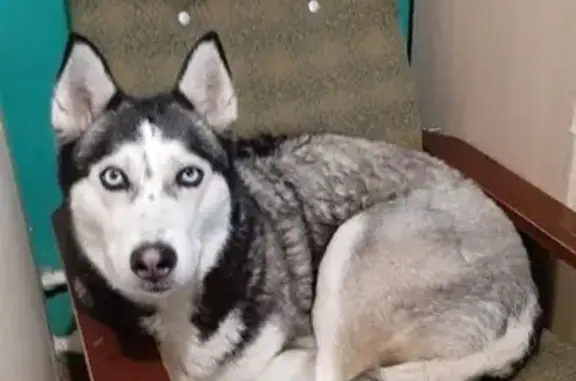 Пропала собака, Совхозная 22, Хадыженск