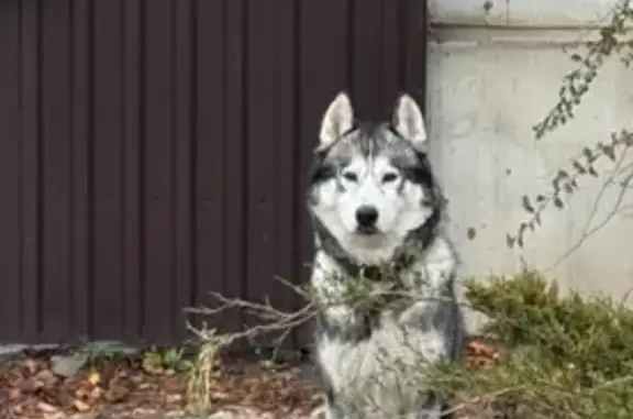 Найдена собака, Волгоград, фото: Серо-белая хаски на Стальского, Волгоград