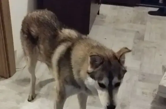 Собака найдена, Высотная ул., Уфа