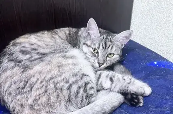 Пропала кошка, ул. Ильича, 67, Воронеж