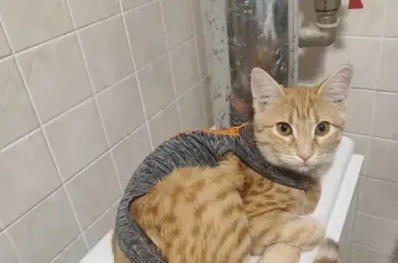 Пропала кошка, ул. Энгельса 195, Краснодар