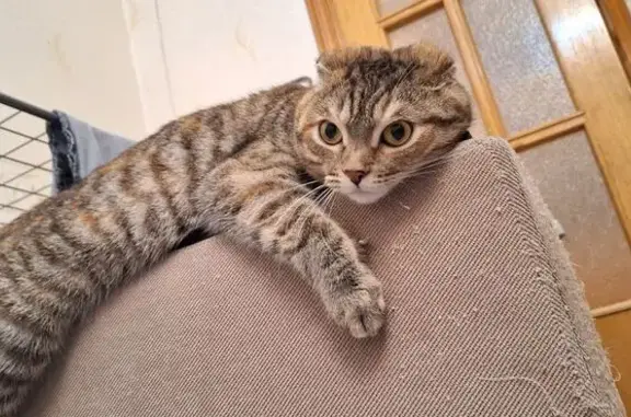 Кошки потеряшки, Москва, фото: Потеряшка кошка, ул. Свободы, 63, Москва