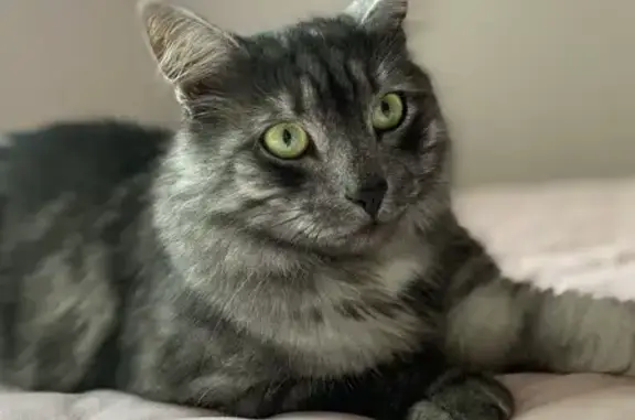 Кошки потеряшки, Мытищи, фото: Потеряшка кошка на Лётной улице, Мытищи.