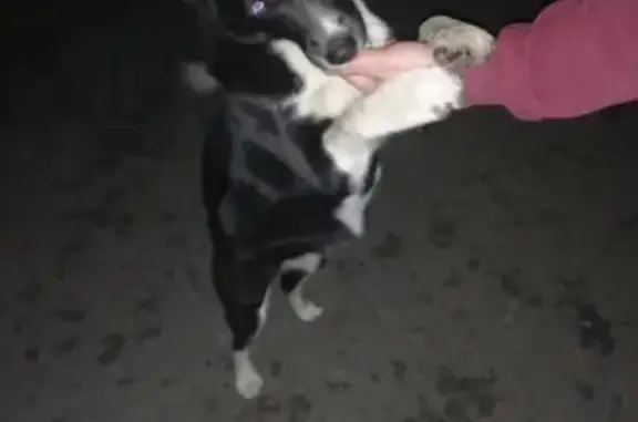 Найдена собака, Оренбург, фото: Собака найдена у Караваева Роща, 28 к3