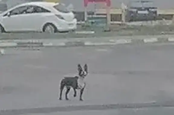 Найдена собака, Старый Оскол, фото: Собака найдена: ул. 1-й Конной Армии, 45