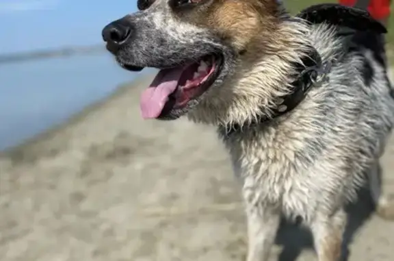 Собаки потеряшки, Челябинск, фото: Потеряшка собака, ул. Кислицина, 30