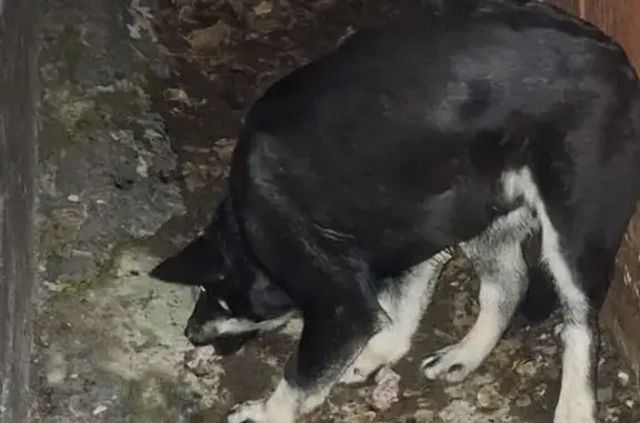 Найдена собака, городской округ Новочеркасск, фото: Найдена собака, ул. Котовского, 7