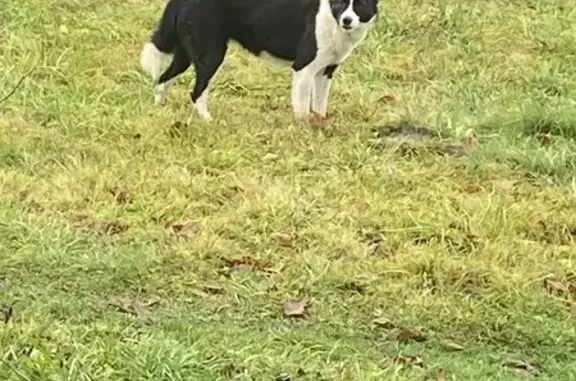 Найдена собака, , фото: Собака найдена в с. Огорь, 24