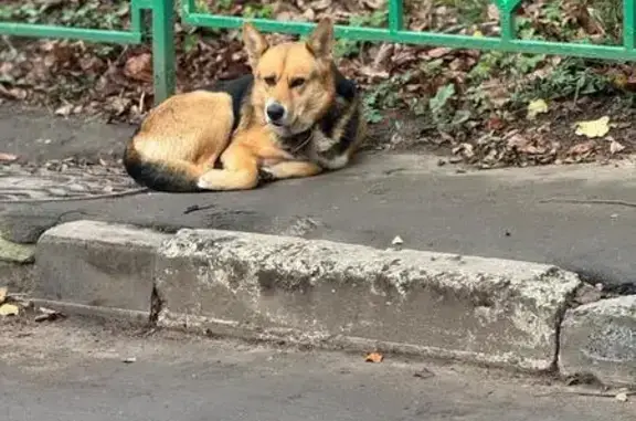 Найдена собака, Лунёво, фото: Собака найдена в Лунёво, ул. Уши 16