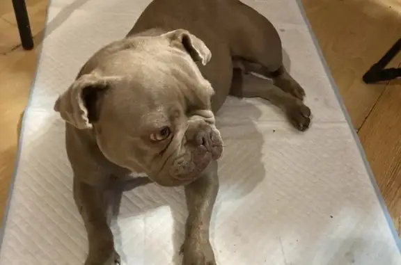 Собаки потеряшки, Челябинск, фото: Потеряшка собака, Витебская 1, Челябинск