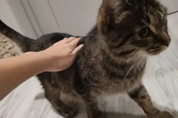 Найдена кошка, Ангарск, фото: Кошка найдена: Ангарский проспект, Ангарск