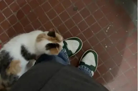 Кошка найдена на Давыдковской улице, Москва