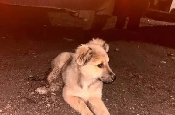 Найдена собака, Макеевка, фото: Щенок найден: Парковая, 8-й пер., 27, Макеевка