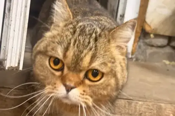 Найдена кошка, Киров, фото: Кошка найдена: Северо-Садовая 19А, Киров