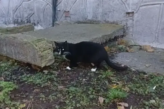 Кошка найдена на ул. Яналова, 3, Калининград