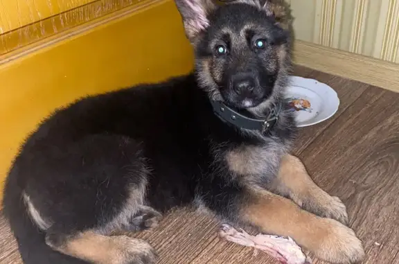 Найдена собака, Луганск, фото: Собака найдена, ул. Линёва, 69, Луганск