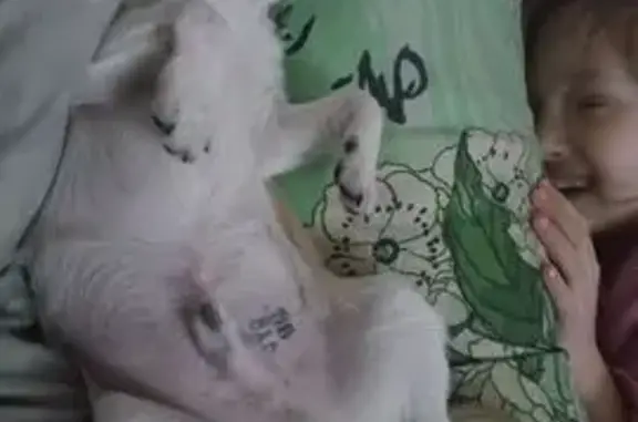 Пропала собака, ул. Димитрова, 58, Йошкар-Ола