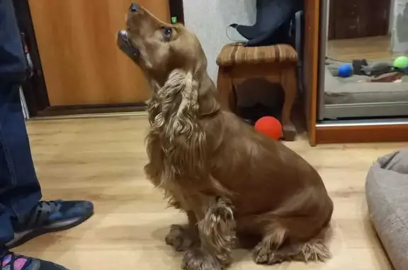 Пропал кокер спаниель, 4-я дорога, СПб