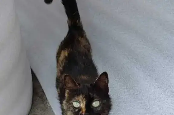 Кошки потеряшки, Майкоп, фото: Потеряшка кошка, ул. Маяковского, 38