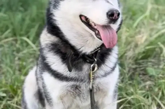 Пропала хаски Хася, Залесный, Новомосковск
